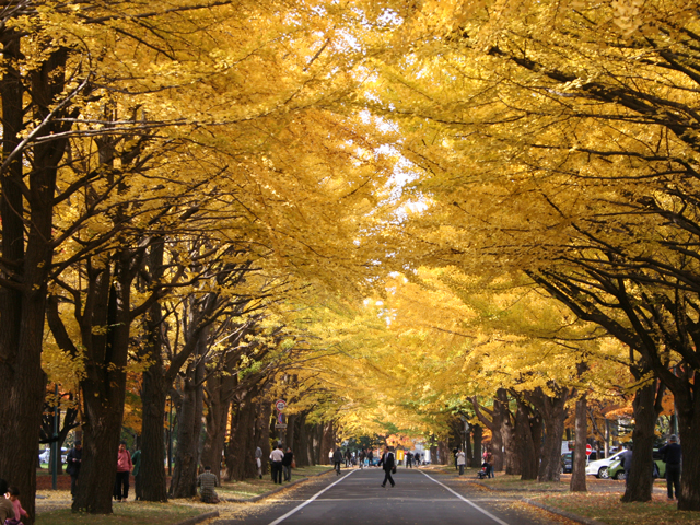 北海道大学